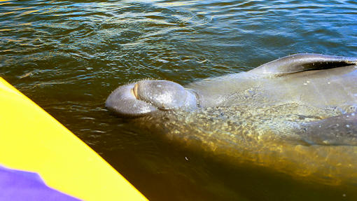 Manatee Encounter Kayaking In Cocoa Beach Florida