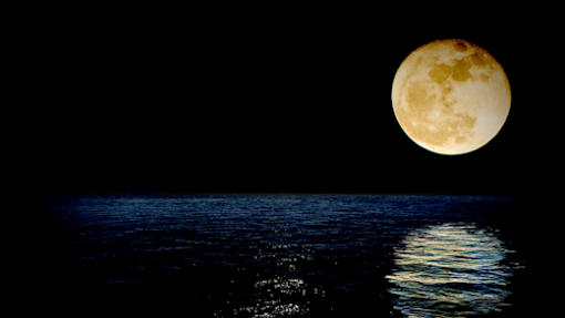 Night Comb Jelly Kayaking Tour